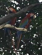 Red-and-green Macaw