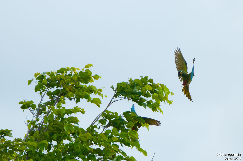 Red-bellied Macaw