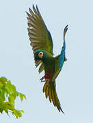 Red-bellied Macaw