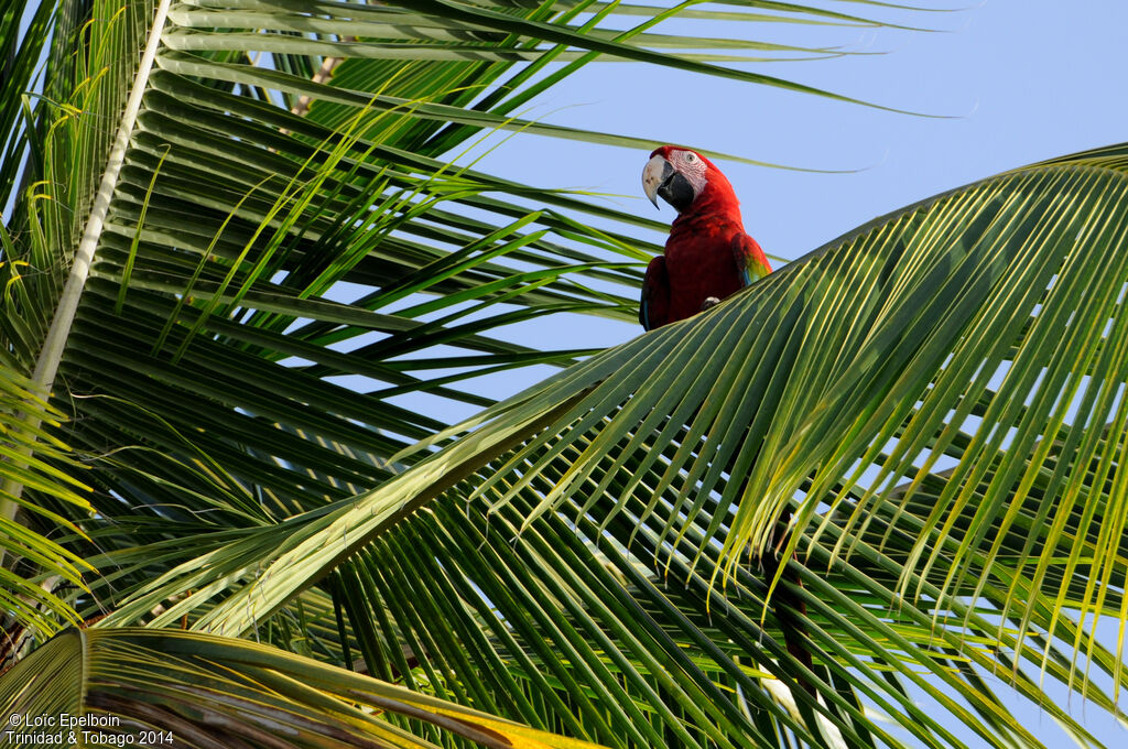 Scarlet Macaw