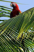 Scarlet Macaw