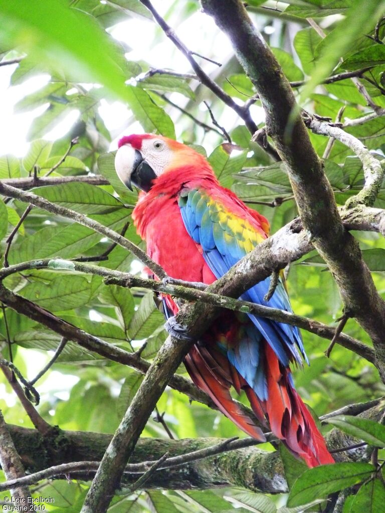 Scarlet Macaw