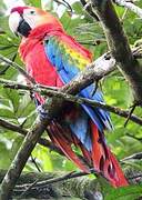 Scarlet Macaw