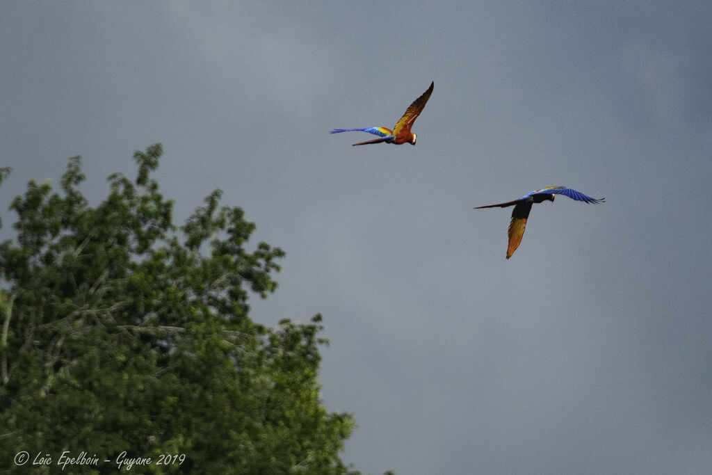 Scarlet Macaw