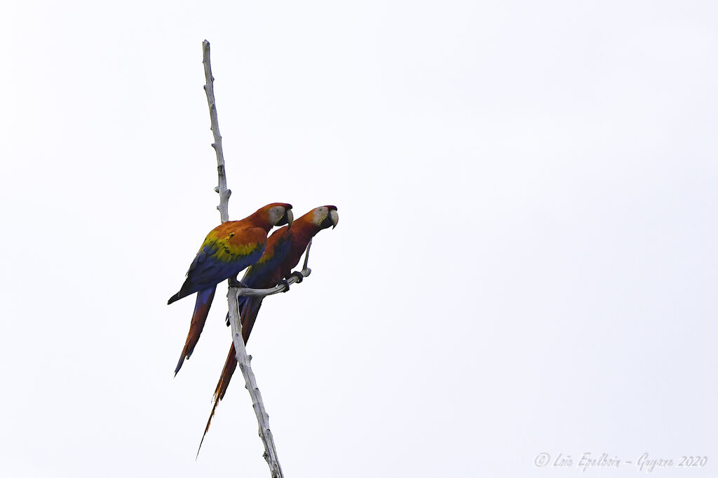 Scarlet Macaw