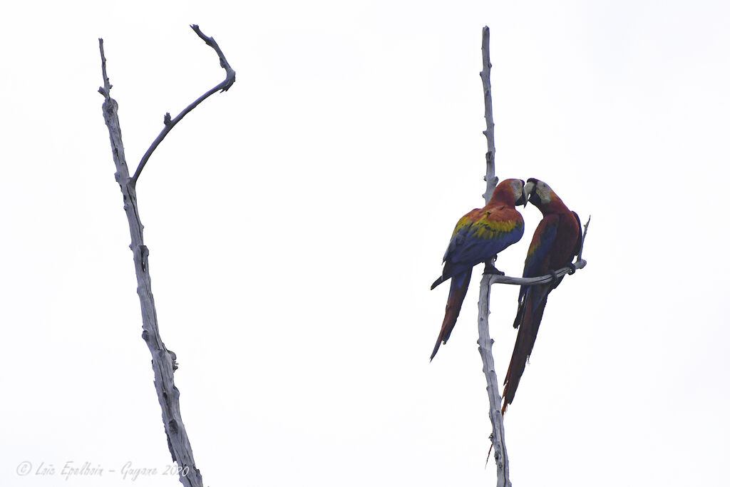 Scarlet Macaw