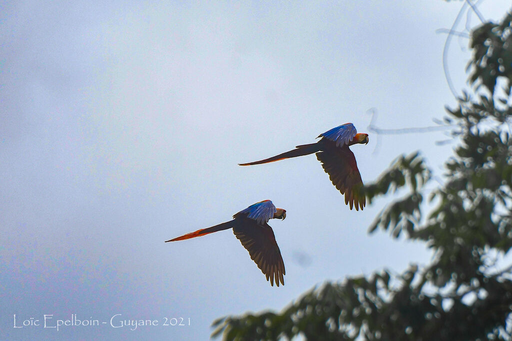 Scarlet Macaw