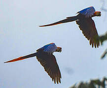 Scarlet Macaw