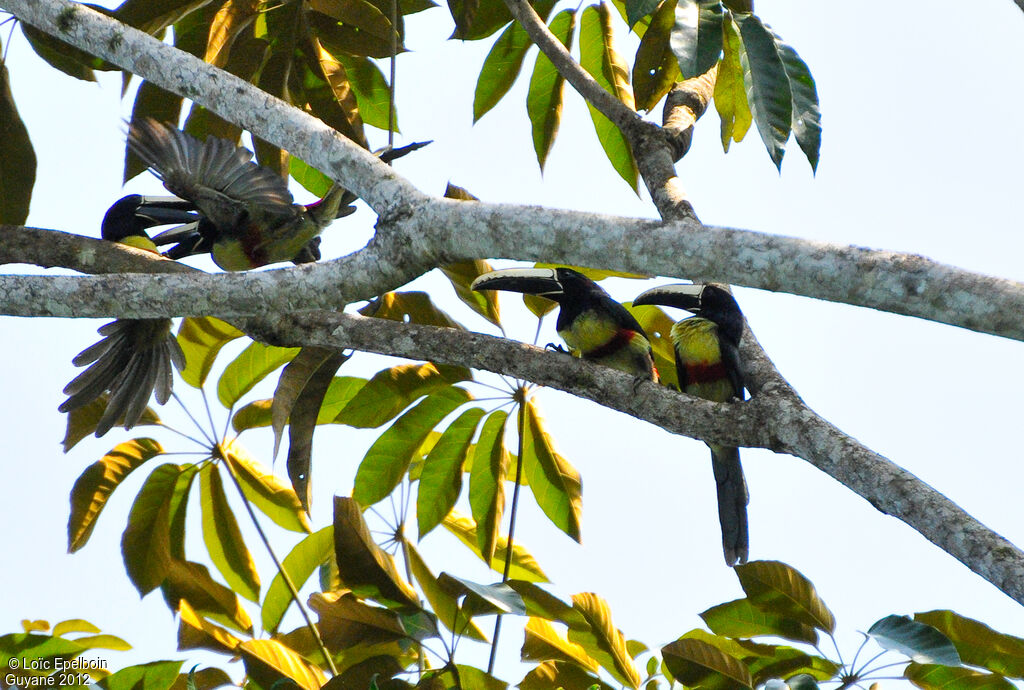 Black-necked Aracari