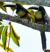 Black-necked Aracari