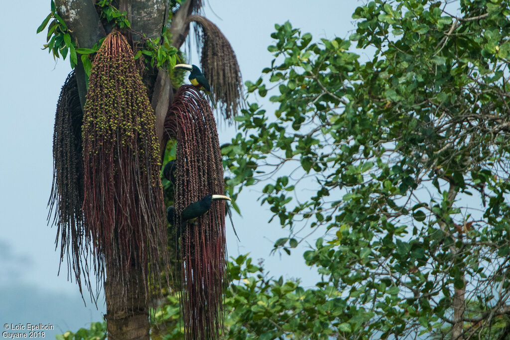 Black-necked Aracari