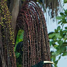 Araçari grigri