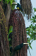 Black-necked Aracari