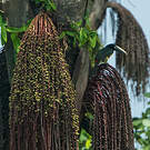 Araçari grigri
