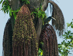 Black-necked Aracari