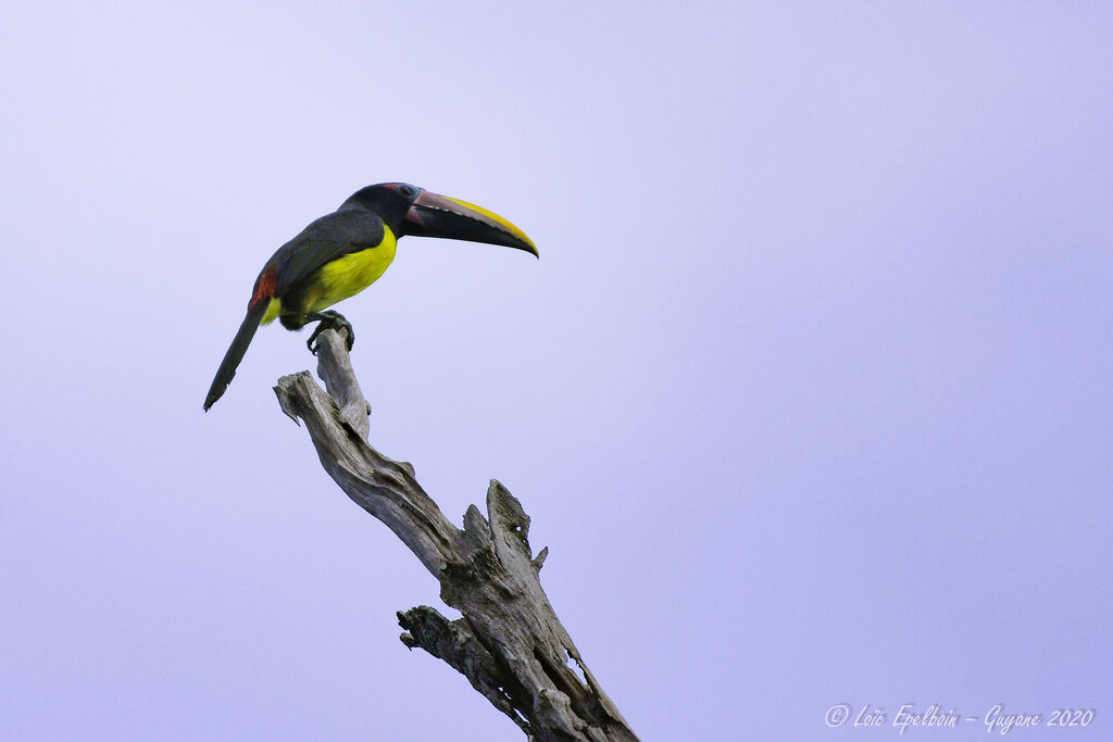 Green Aracari