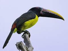 Green Aracari