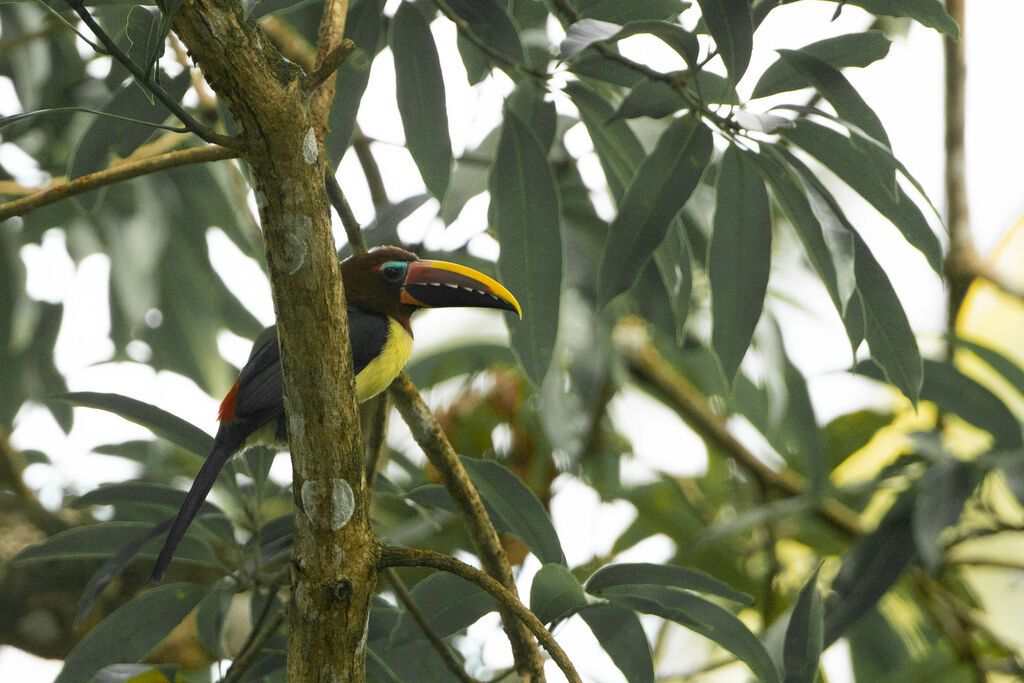 Green Aracari