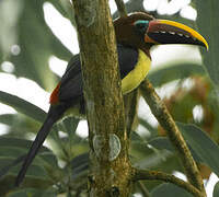 Green Aracari