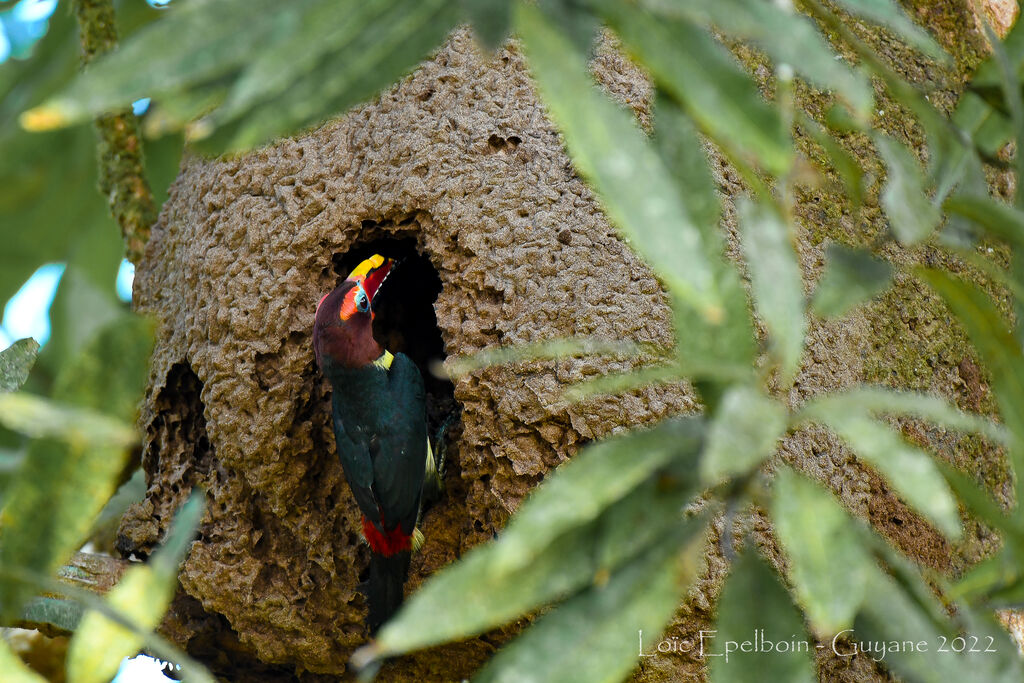 Green Aracari