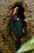 Green Aracari