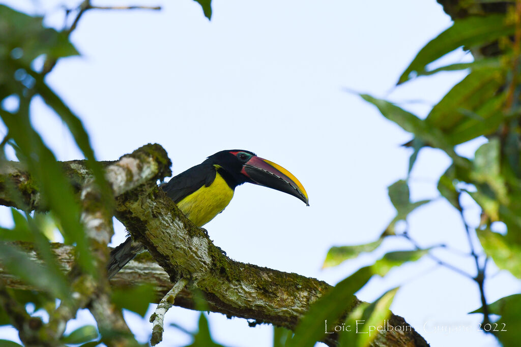 Green Aracari