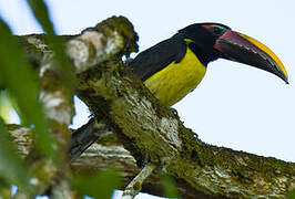 Green Aracari