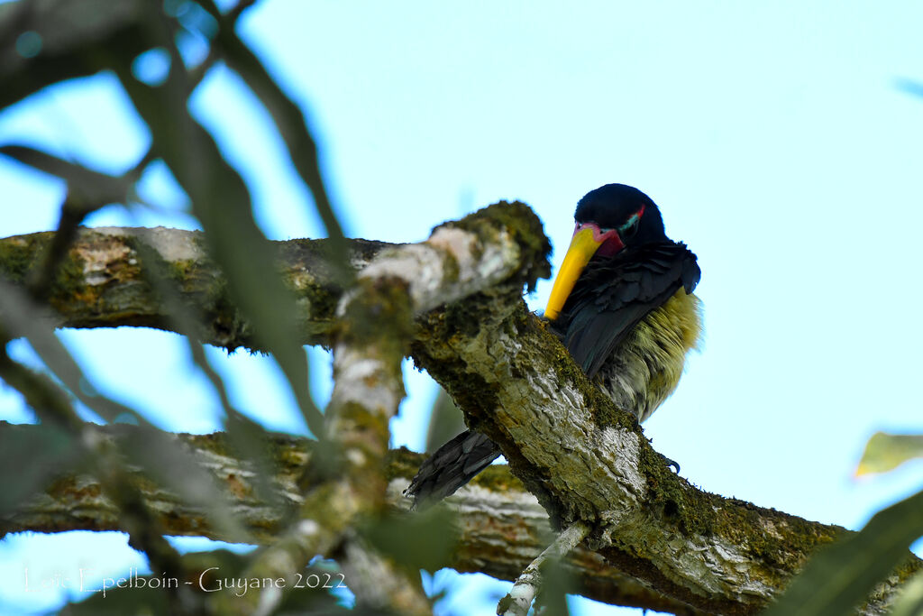 Green Aracari