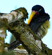 Green Aracari