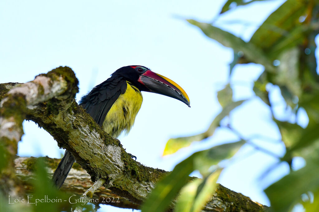 Green Aracari