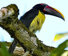 Green Aracari