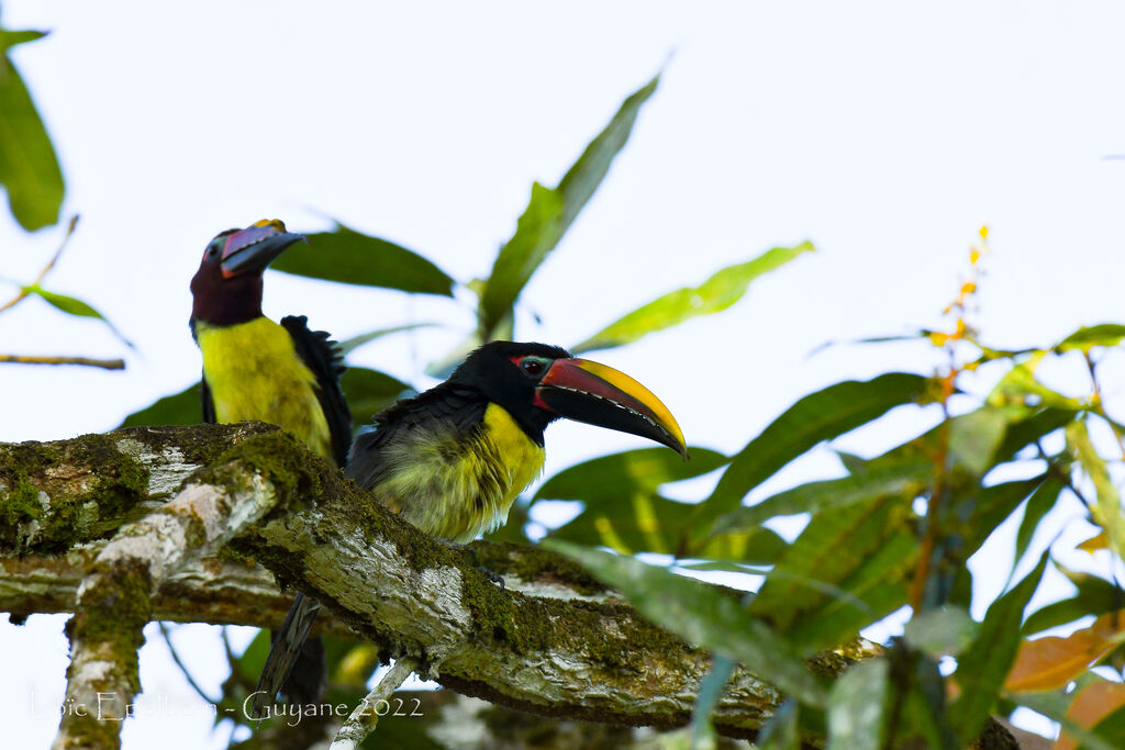 Green Aracari