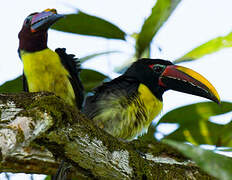 Green Aracari