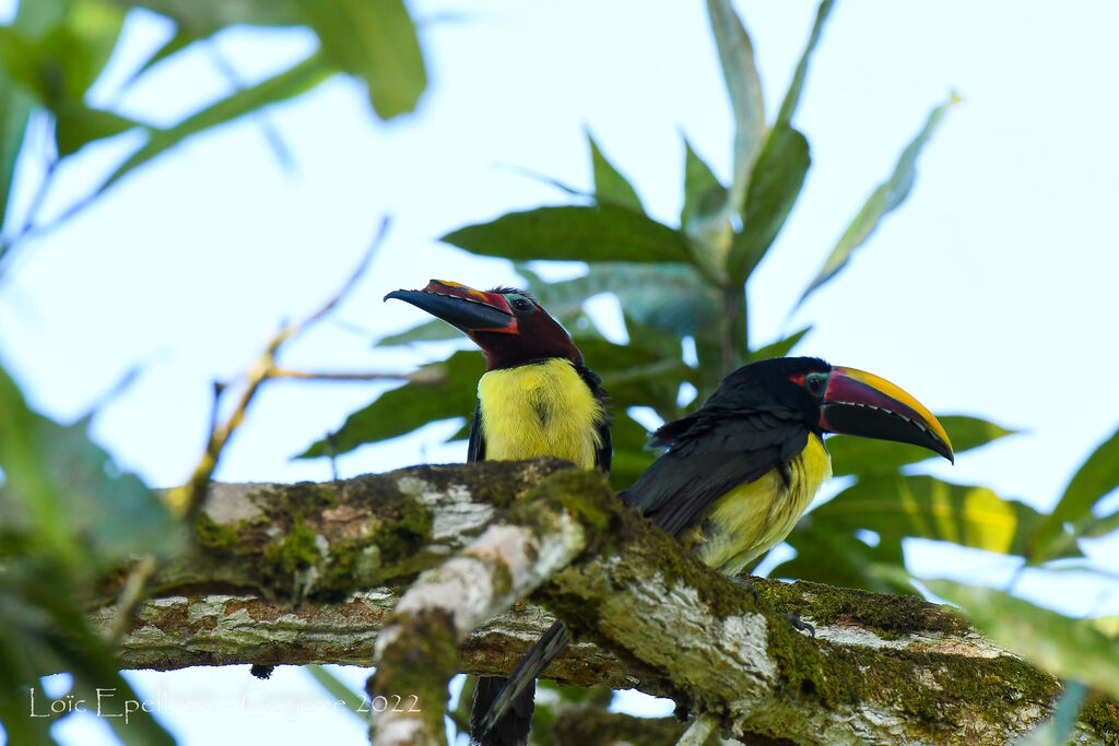 Green Aracari