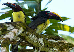 Green Aracari