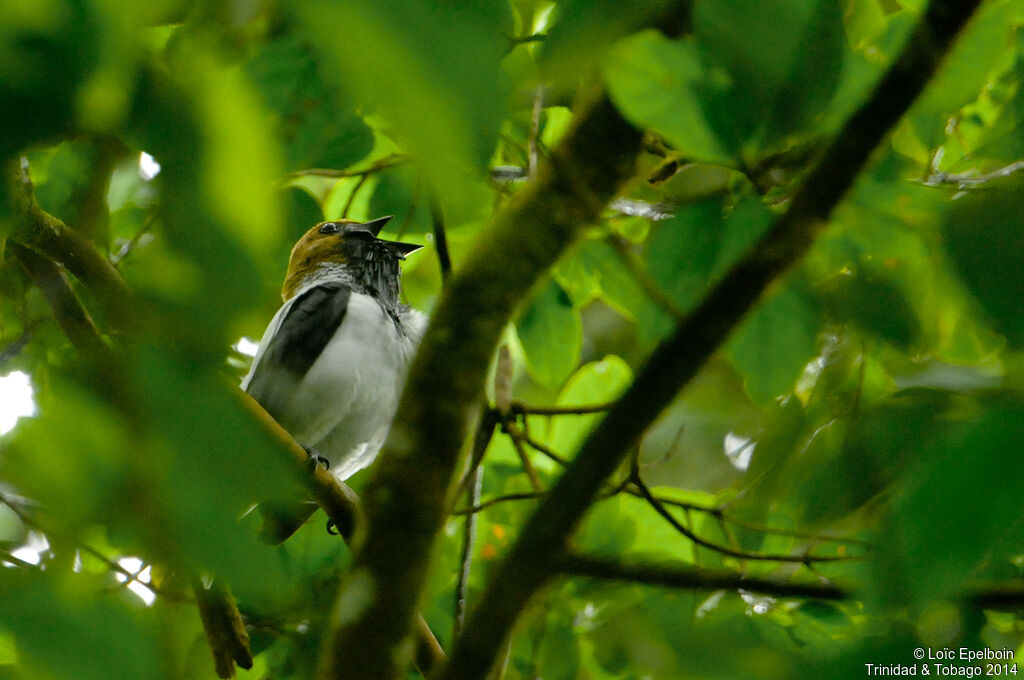 Bearded Bellbird