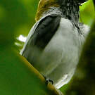 Araponga barbu