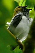 Bearded Bellbird