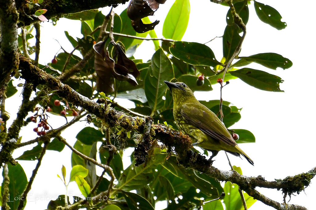 Araponga tricaronculé