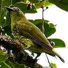 Araponga tricaronculé