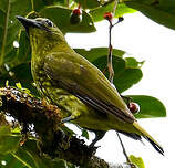 Araponga tricaronculé