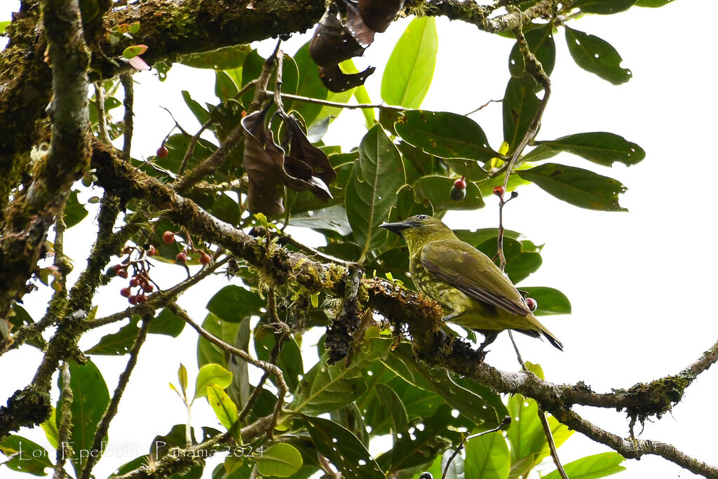 Araponga tricaronculé