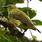 Araponga tricaronculé