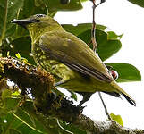 Araponga tricaronculé