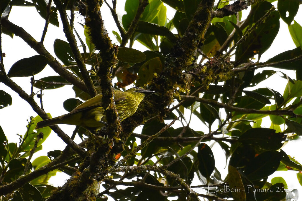 Araponga tricaronculé