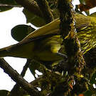 Araponga tricaronculé