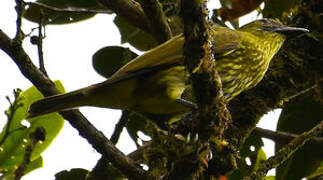 Araponga tricaronculé