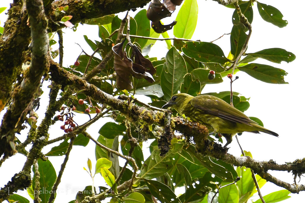Araponga tricaronculé