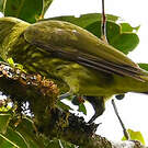 Araponga tricaronculé