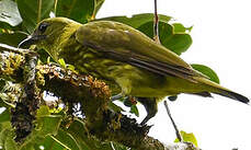 Araponga tricaronculé